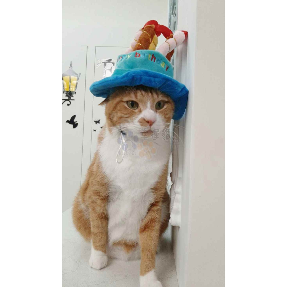  【幸運貓】可愛生日小帽子 寵物帽子 生日帽 慶生帽 -細節圖2