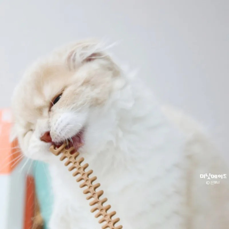 【幸運貓】沛特拉醫生 貓咪潔牙棒 鮭魚 雞肉 鮪魚 單支裝 貓咪零食-細節圖2