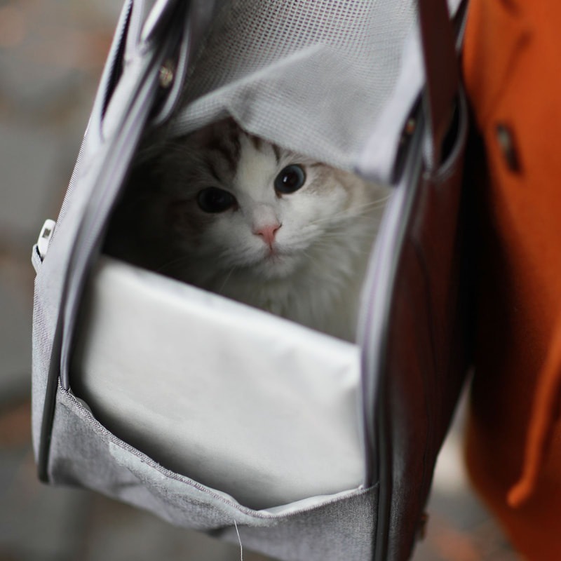 【幸運貓】YSS 愛麗絲簡約風三合一背包 (銀灰/蜜粉/米白/藍色) 寵物包包 貓咪包 外出包-細節圖2