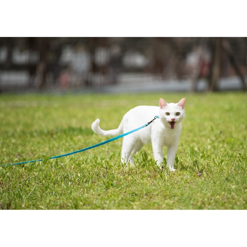 【幸運貓】BORNIER 帛尼爾 快扣長拉繩-3米 5米 10米 M號 共九色-細節圖5