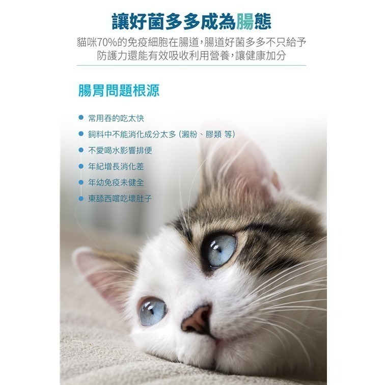 滿額贈飼料【幸運貓】 木入森 貓咪活菌寶 (15包)｜貓咪益生菌｜黃金組合菌 綜合酵素｜貓咪腸胃保健食品 寵物益生菌-細節圖4