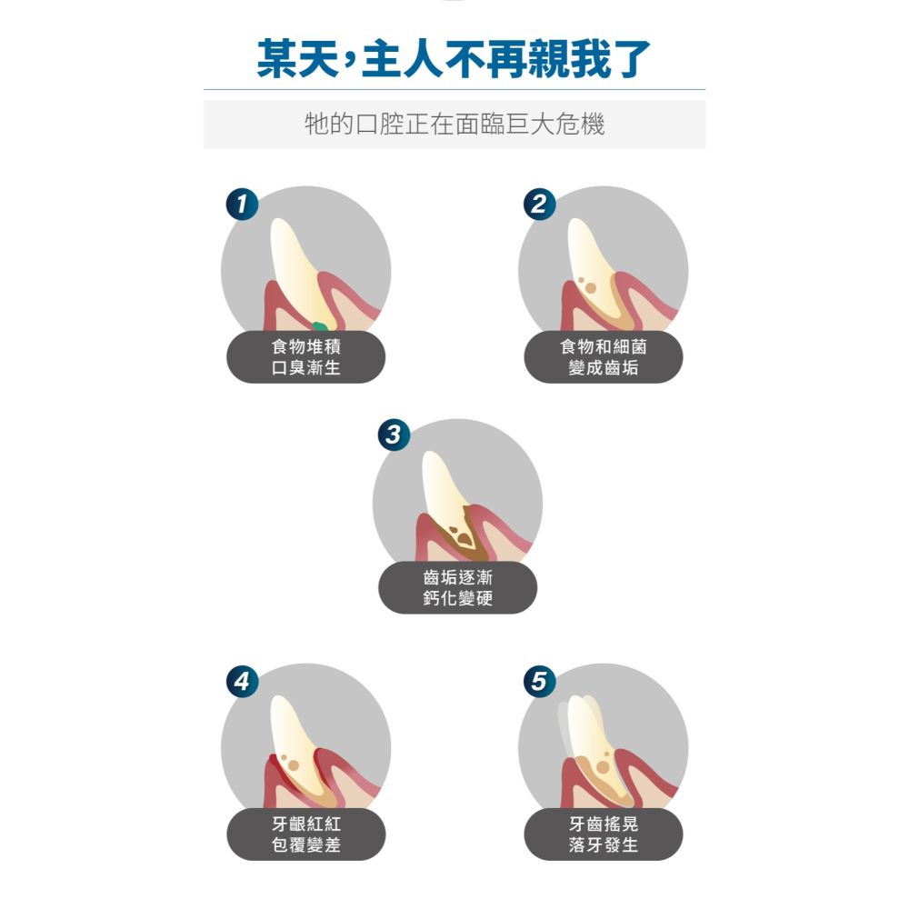 【幸運貓】木入森 貓咪固齒麗口滴劑 (30ml)｜貓咪潔牙滴劑｜可滴入食物｜控制牙垢 消除貓咪口腔異味-細節圖5