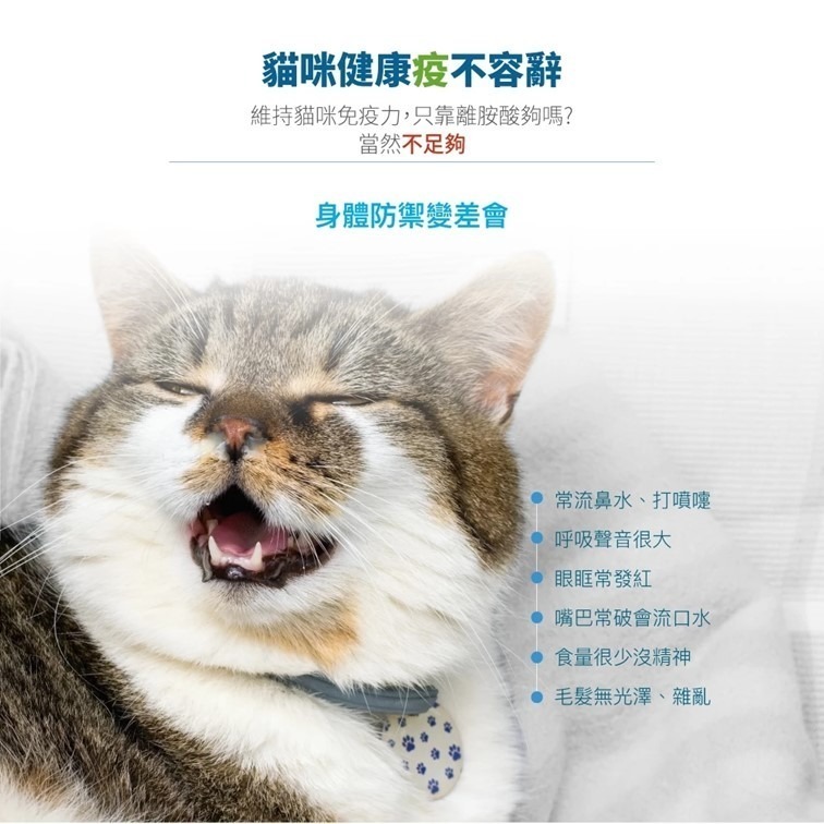 【幸運貓】 木入森 貓咪護疫升 (60顆)｜貓咪免疫力保健食品｜離胺酸 牛磺酸 蝦紅素｜適合老貓 挑食貓-細節圖3
