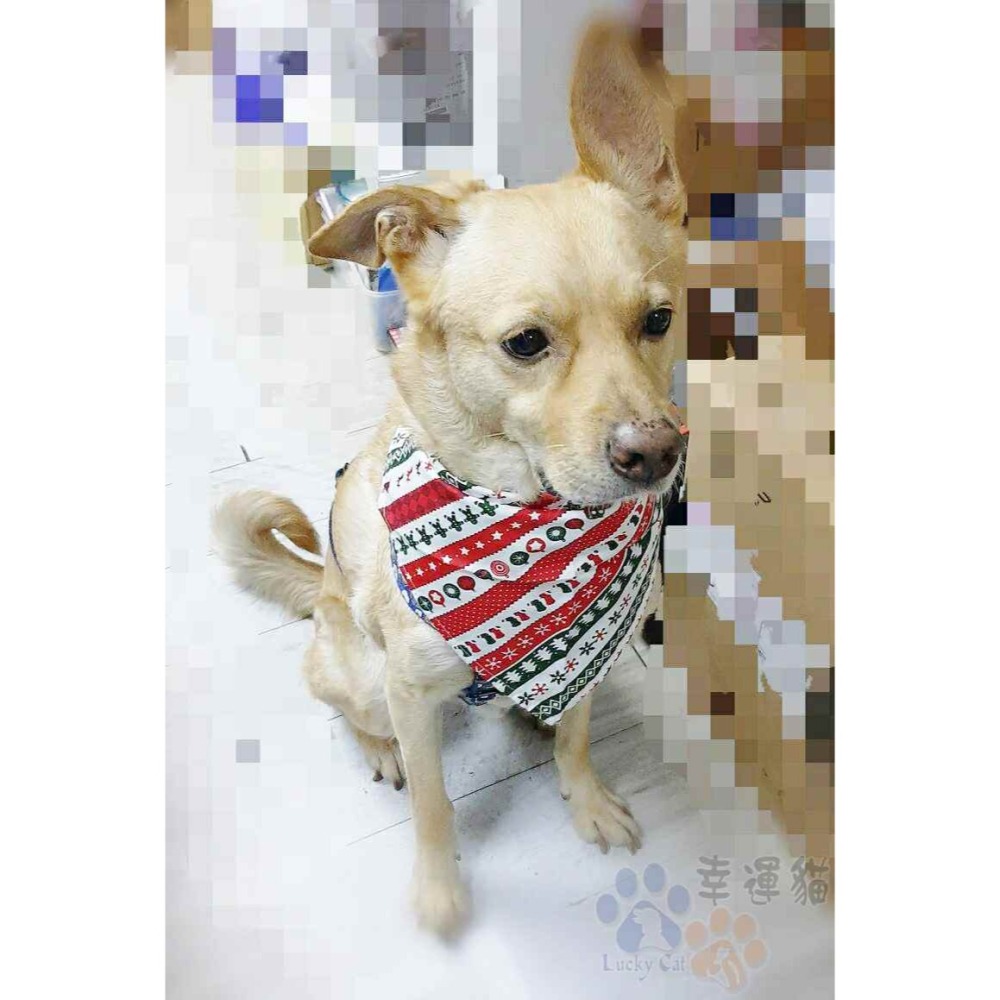 聖誕節三角巾 寵物 小朋友都可以用 頸飾 美容巾-細節圖3