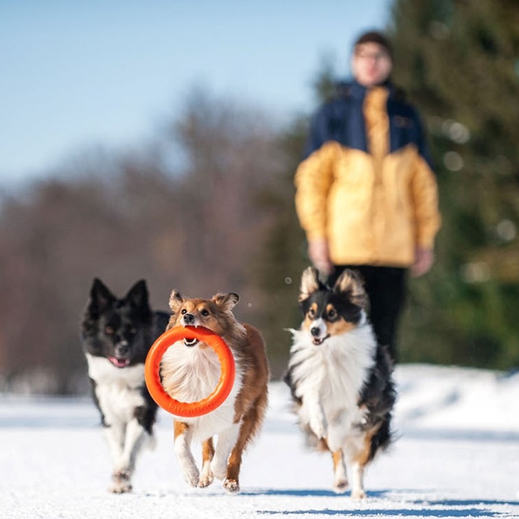 【幸運貓】 COLLAR扣樂 寵物遊戲環 粉紅/水藍/亮橘/草綠 寵物玩具 飛盤-細節圖4