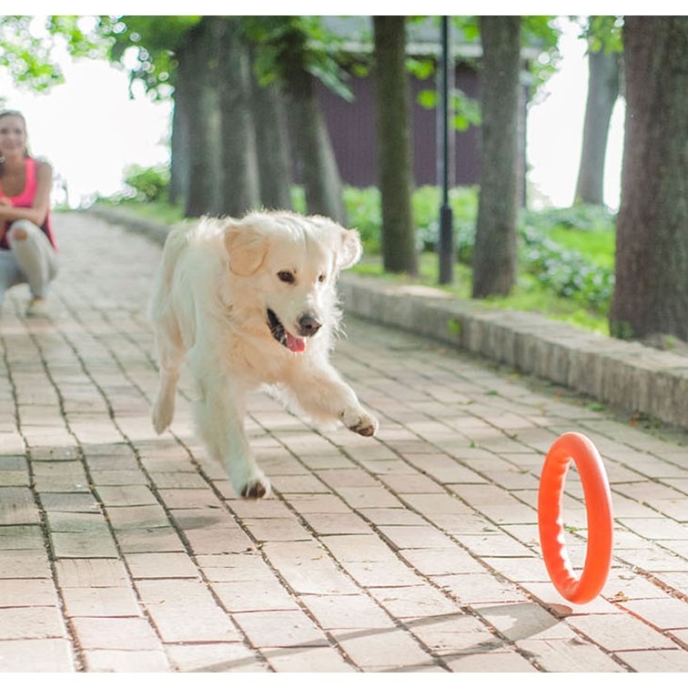 【幸運貓】 COLLAR扣樂 寵物遊戲環 粉紅/水藍/亮橘/草綠 寵物玩具 飛盤-細節圖5