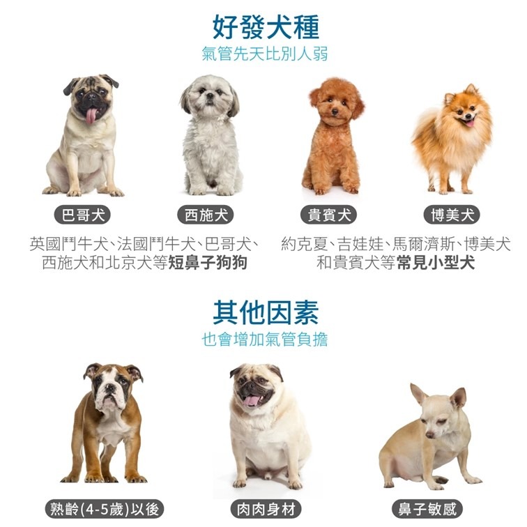 【幸運貓】 木入森 犬寶氣力升 60顆/盒｜狗狗氣管保健食品 寵物保健-細節圖4