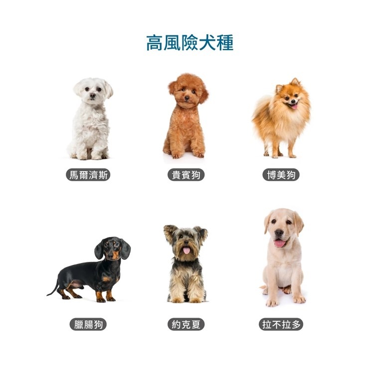 【幸運貓】木入森 犬寶珍心動 (60顆)｜狗狗心臟保健食品｜Q10 牛磺酸｜老狗照護 狗狗心臟保健-細節圖3