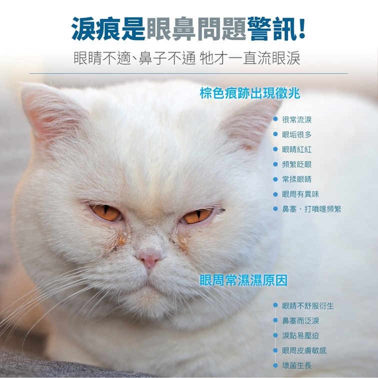 【幸運貓】 木入森 貓咪痕淨白 (30顆)｜貓咪眼睛保健食品｜金盞花 離胺酸｜針對貓流眼淚 貓淚痕-細節圖2
