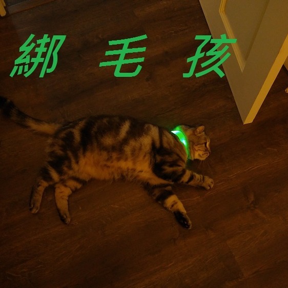 LED 手臂燈 發光手環 跑步燈 警示燈 夜跑 慢跑 路跑 夜騎 媽祖遶境 發光項圈 運動安全燈 腳踏車燈 [送電池]-細節圖4