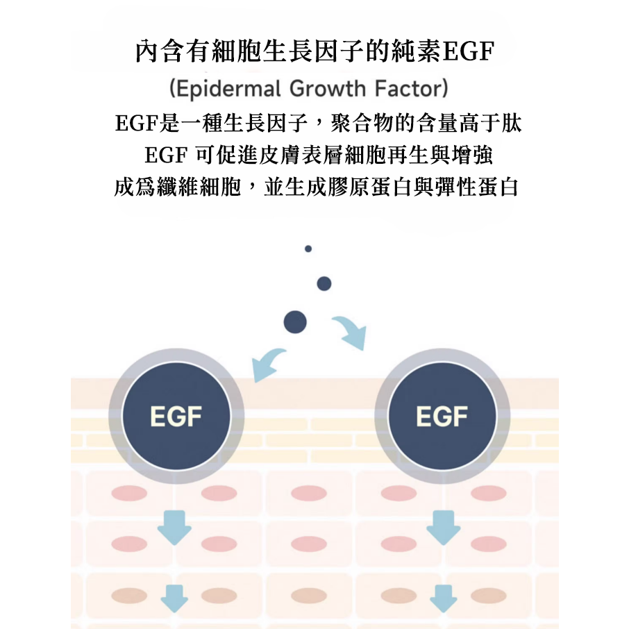 【B&A Change】✨NEW 現貨 Fromrier EGF 積雪草防曬乳 純素認證 敏感肌適用 清爽不黏 保濕清爽-細節圖6