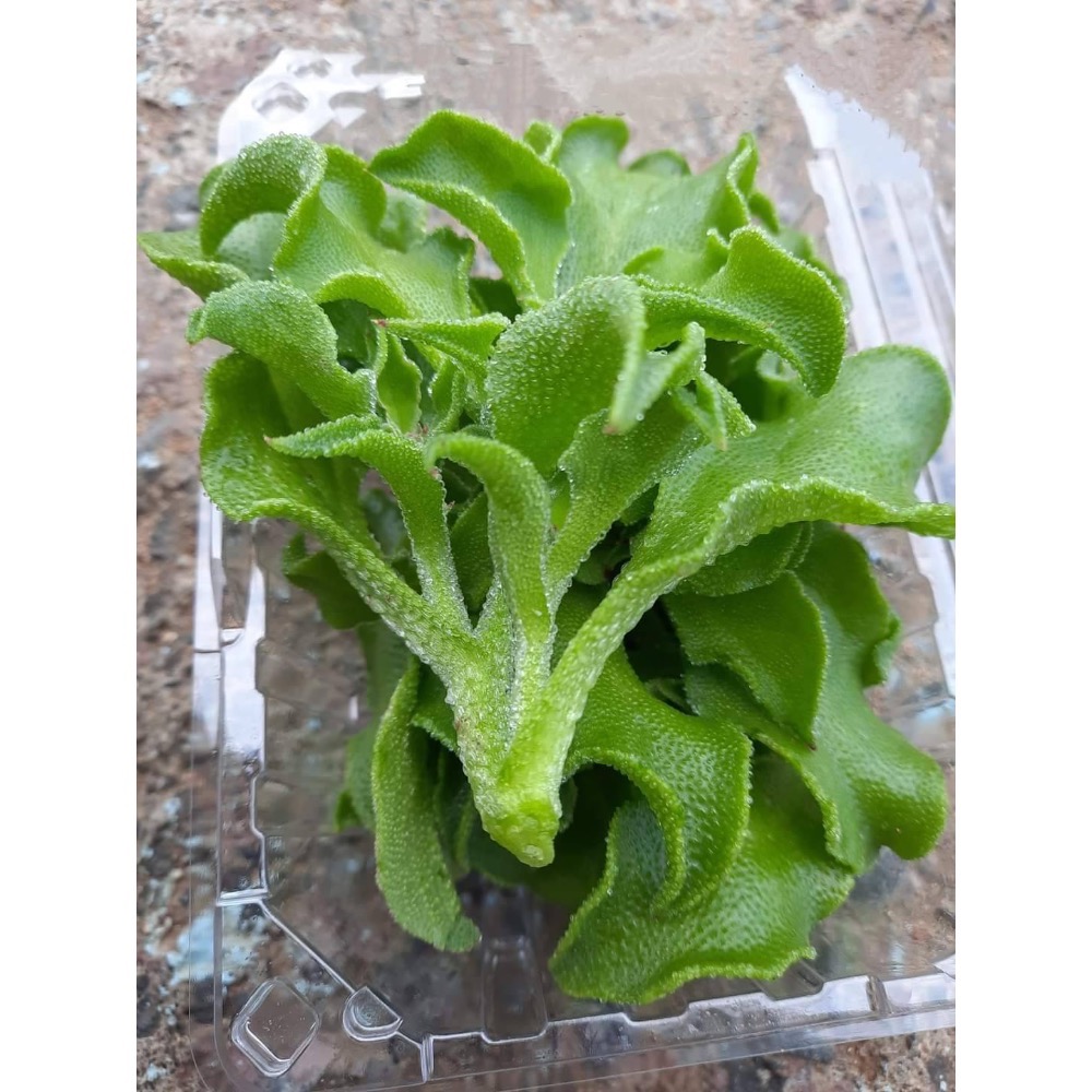 澎湖冰花｜季節限定開賣中-規格圖1