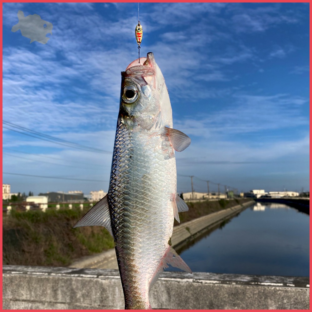 大眼厚片 1.5~5g 2.0~2.9cm 柒采釣具 路亞 假餌 亮片 微物 馬口 釣魚-細節圖6