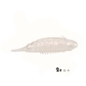 浮水 毛毛蟲 軟餌 16.5g 9cm 柒采釣具 雷蛙 多曼 雷強 假餌 軟蛙 魚虎 泰國鱧-規格圖8