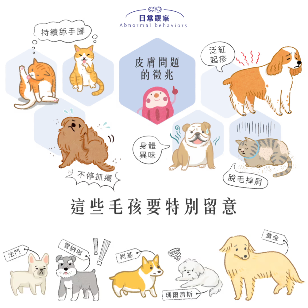 毛起來 魚油EPA+DHA機能賞 50ml【IFOS五星認證+卵磷脂】寵物魚油 貓狗通用 皮膚保養爆毛 Omega-3-細節圖6