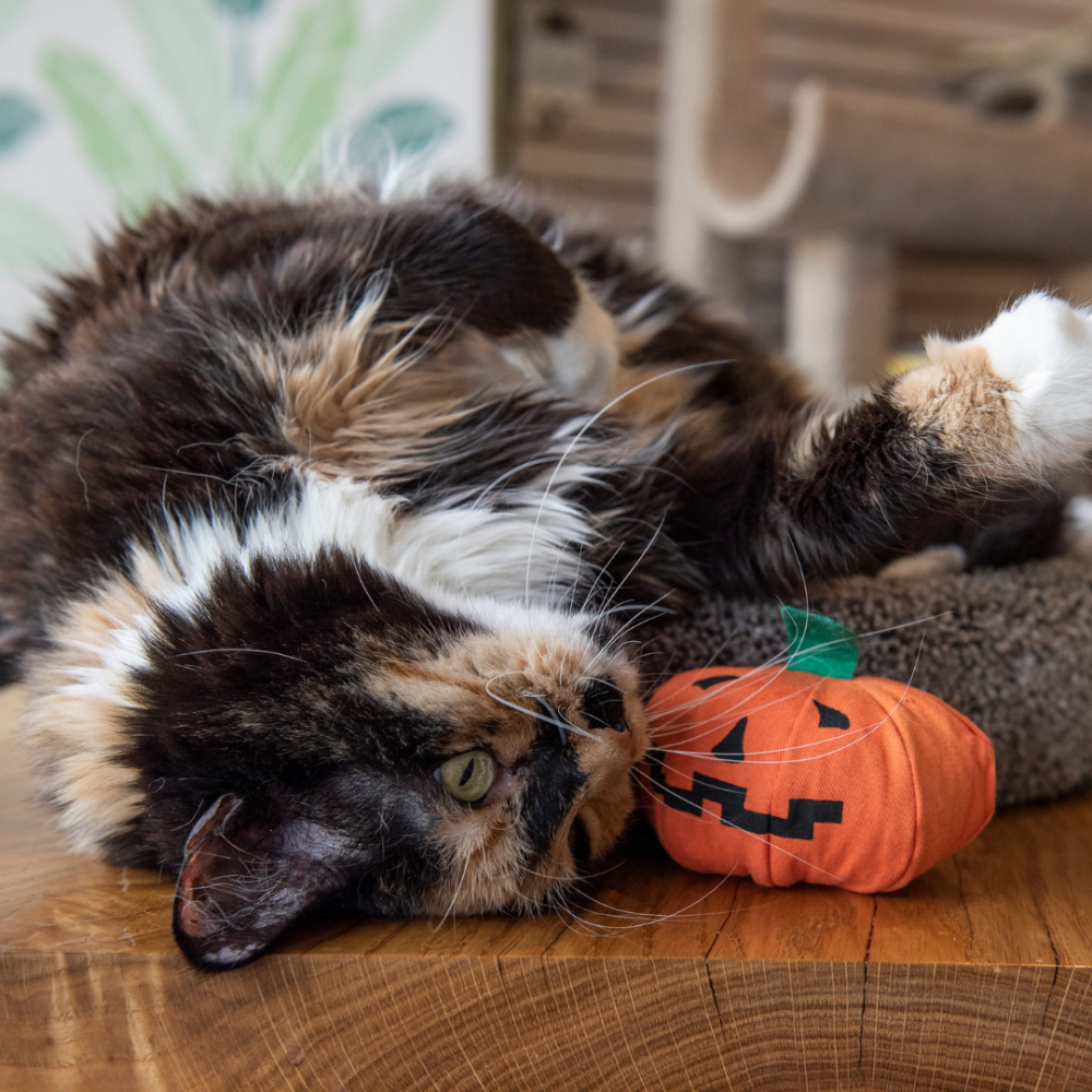 【Yeowww!】美國有機貓草南瓜 100%填充無棉花 萬聖節玩具 耐咬貓薄荷球 貓咪紓壓 潔牙 逗貓禮物-細節圖5