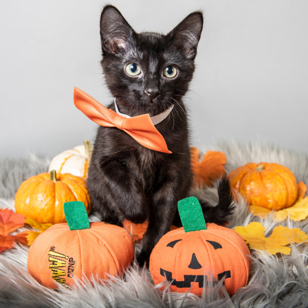 【Yeowww!】美國有機貓草南瓜 100%填充無棉花 萬聖節玩具 耐咬貓薄荷球 貓咪紓壓 潔牙 逗貓禮物-細節圖6