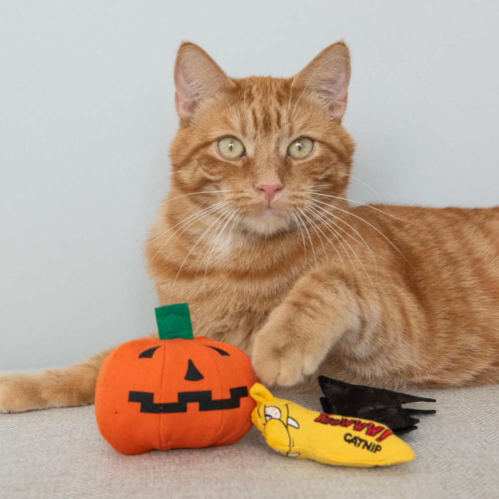 【Yeowww!】美國有機貓草南瓜 100%填充無棉花 萬聖節玩具 耐咬貓薄荷球 貓咪紓壓 潔牙 逗貓禮物-細節圖7