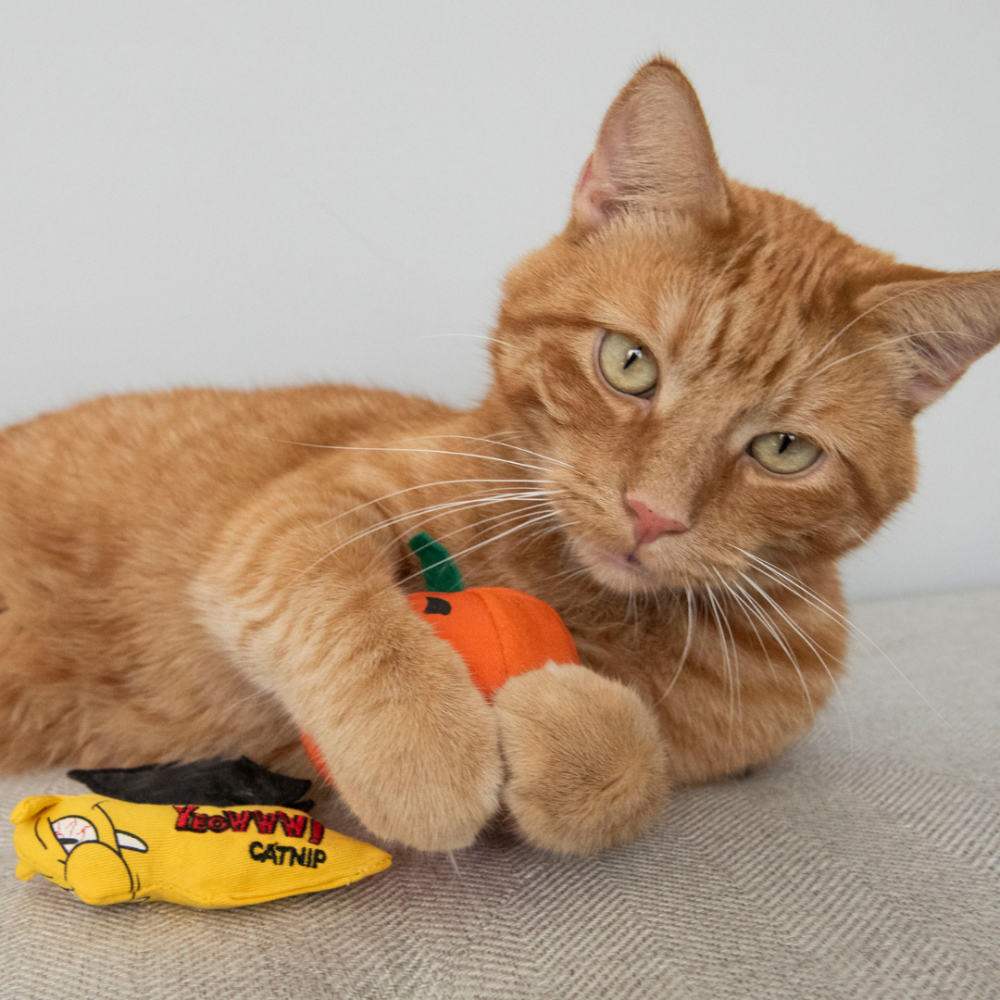 【Yeowww!】美國有機貓草南瓜 100%填充無棉花 萬聖節玩具 耐咬貓薄荷球 貓咪紓壓 潔牙 逗貓禮物-細節圖8