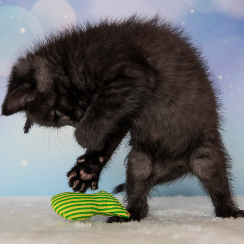 Yeowww! 美國有機貓草 小鮪魚【100%無填充棉花】沙丁魚 貓草包 踢踢包 潔牙 紓壓 寵物玩具-細節圖5