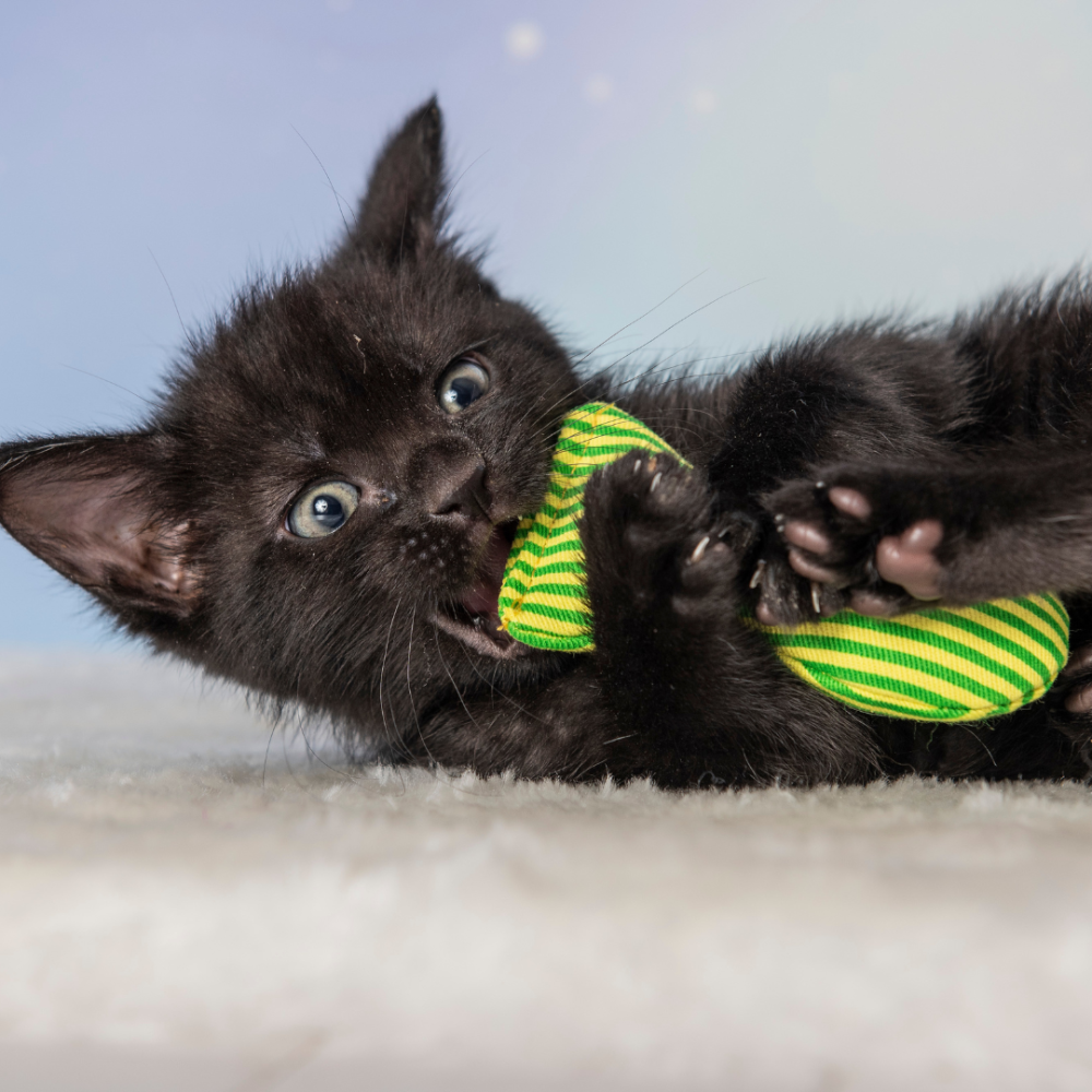 Yeowww! 美國有機貓草 小鮪魚【100%無填充棉花】沙丁魚 貓草包 踢踢包 潔牙 紓壓 寵物玩具-細節圖6