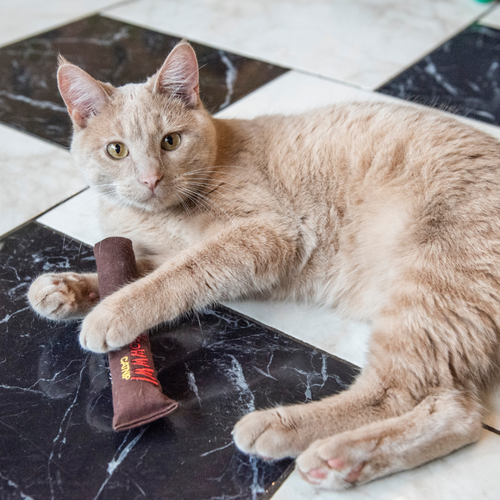 Yeowww! 100%有機貓草棒【無棉花填充】美國製耐咬踢踢包 貓薄荷玩具 潔牙舒壓 寵物玩具-細節圖5