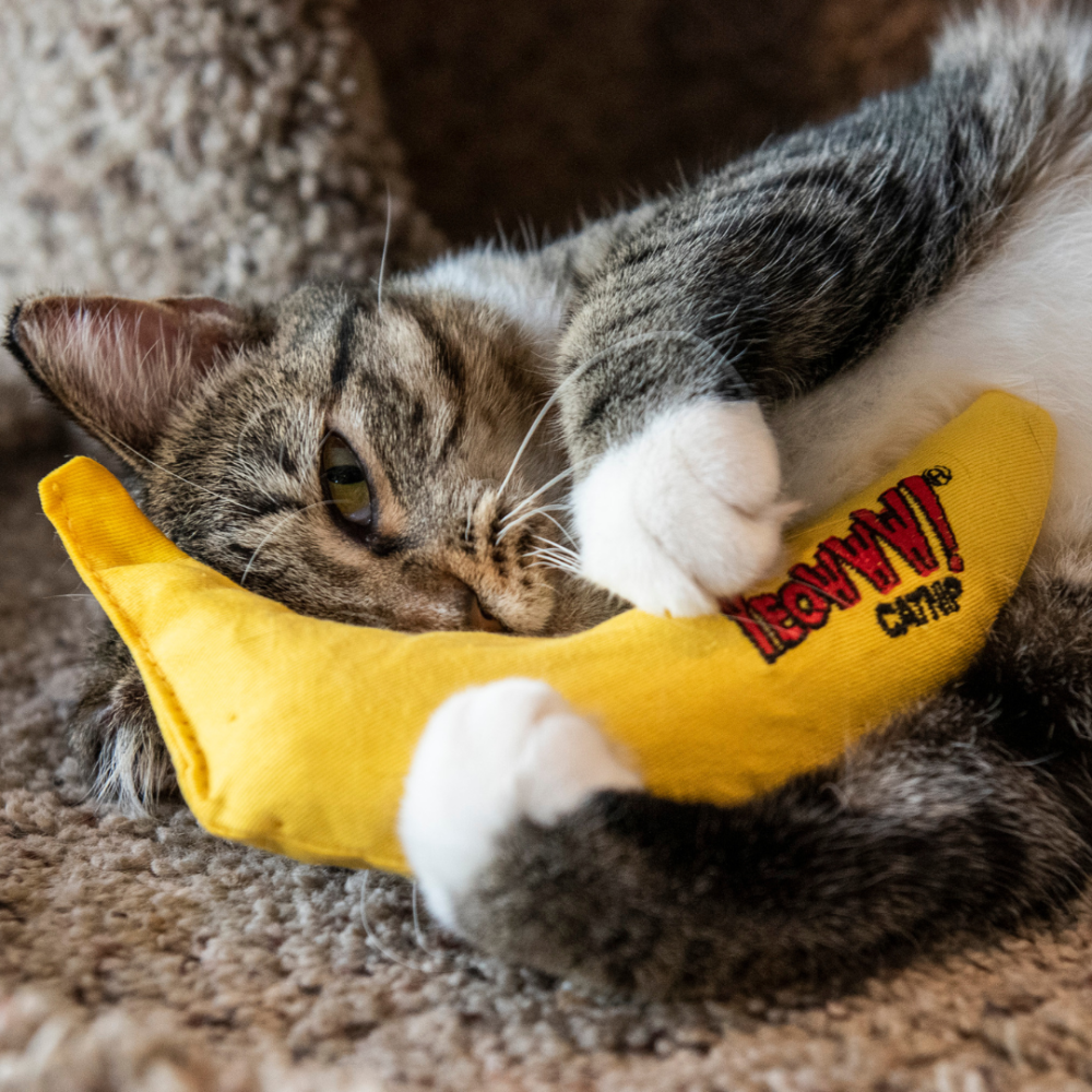 Yeowww! 美國有機貓草香蕉玩具【100%純貓草填充】耐咬帆布 貓草包 踢踢枕 潔牙玩具 Chi-CAT-a Ban-細節圖8