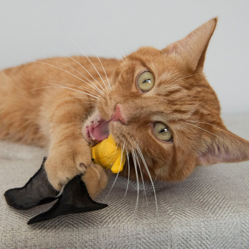 Yeowww 100%有機貓草玩具 蝙蝠 Cat Bat【響紙翅膀+超濃郁】耐咬貓抱枕 紓壓 貓咪玩具 寵物玩具-細節圖4