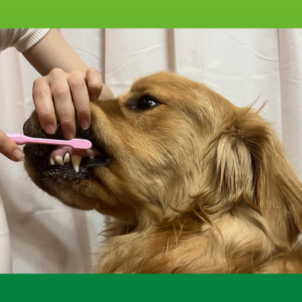 【日本LION獅王】PETKISS 0.02mm極細毛寵物牙刷 獸醫共同開發 軟毛 貓咪/狗狗專用 潔牙 牙周護理 日本-細節圖7