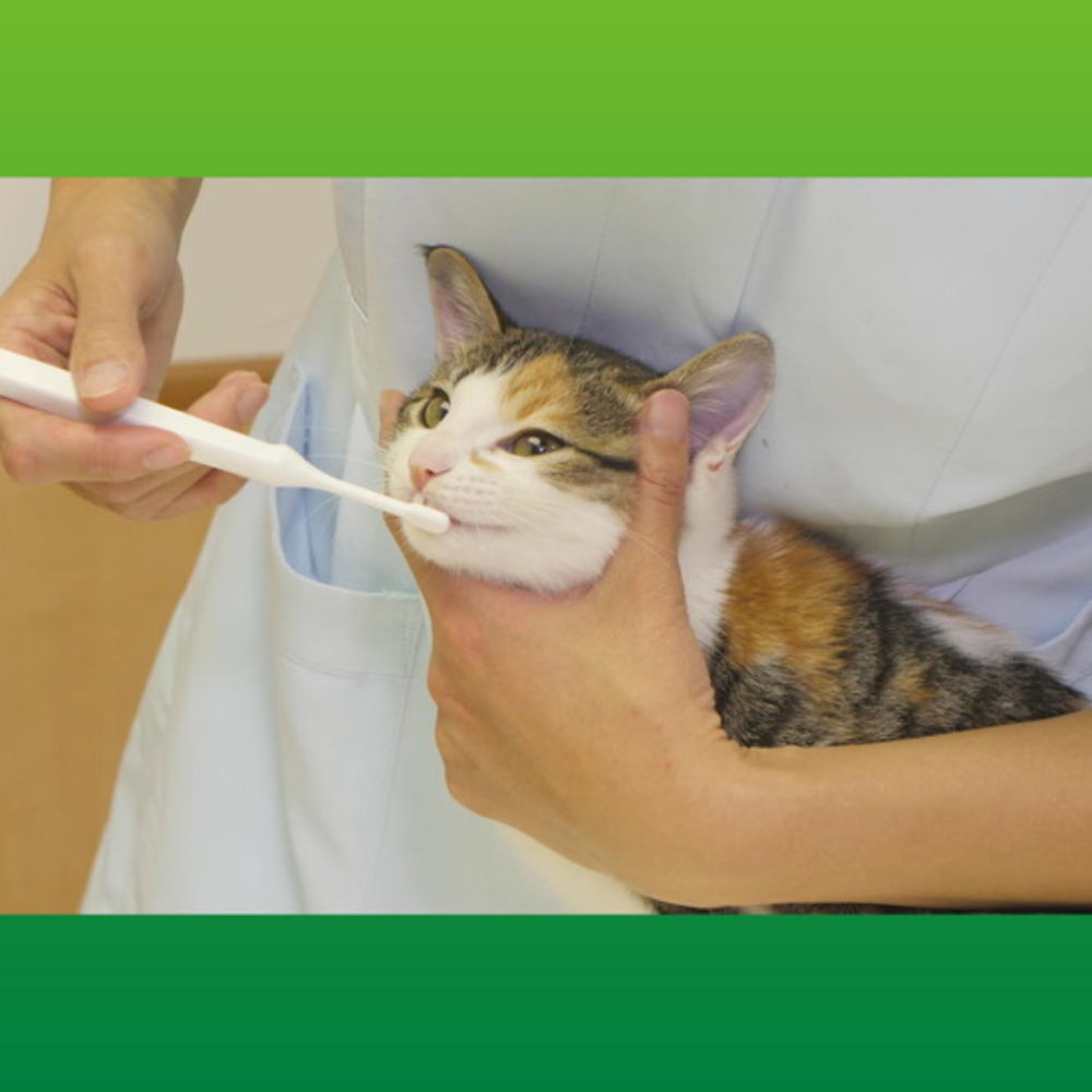 【日本LION獅王】PETKISS 0.02mm極細毛寵物牙刷 獸醫共同開發 軟毛 貓咪/狗狗專用 潔牙 牙周護理 日本-細節圖9