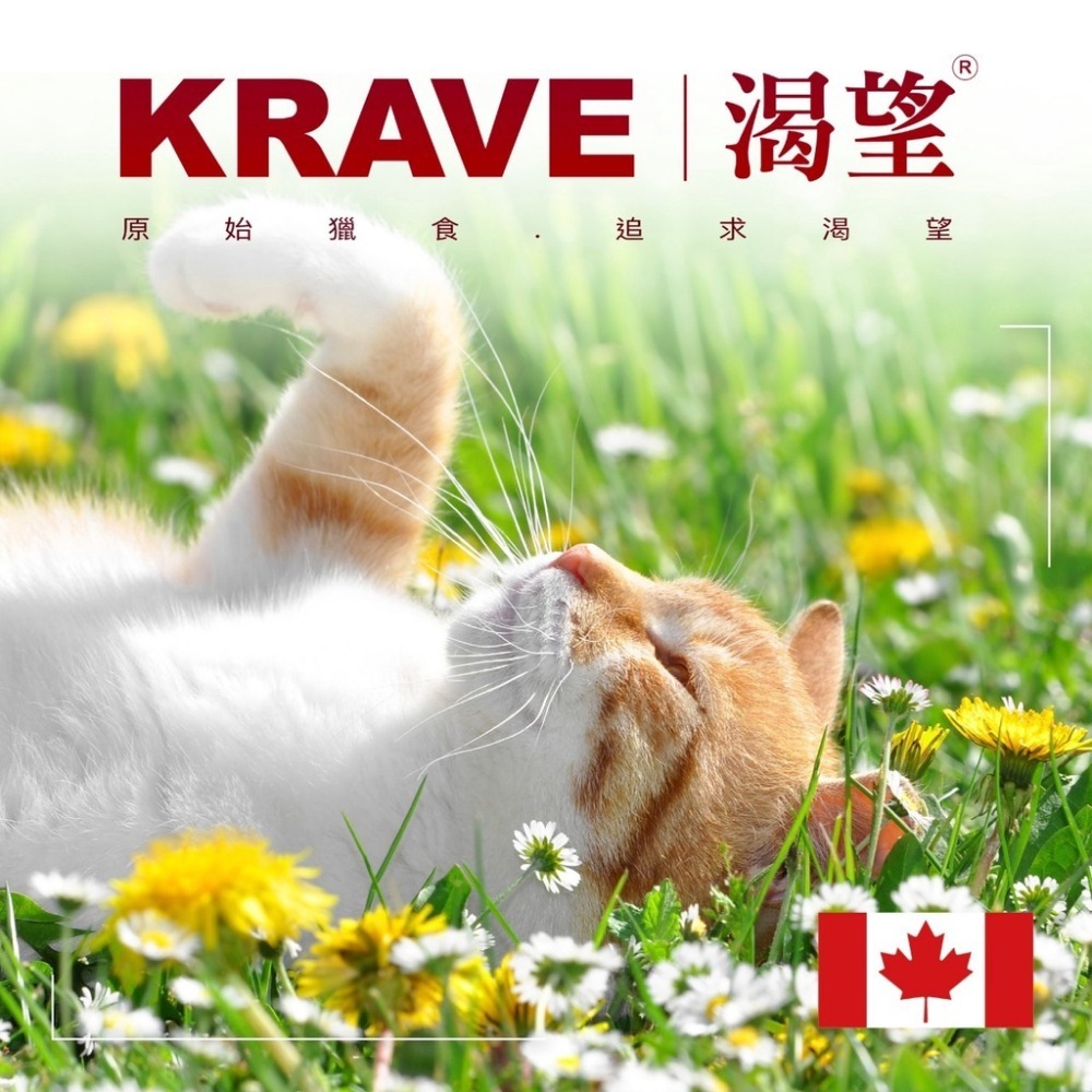 KRAVE 渴望 貓飼料 無穀 貓糧 無穀貓飼料 貓乾糧 貓咪飼料 無穀飼料 貓糧 貓咪 寵物食品 貓食品 貓飼料-細節圖2