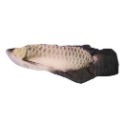龍魚