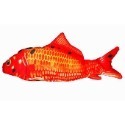 鯉魚
