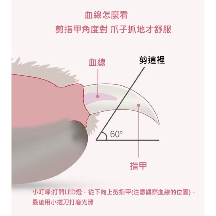 LED帶燈款指甲剪 寵物指甲剪 帶燈指甲剪 寵物美容 指甲護理 狗貓指甲剪-細節圖3