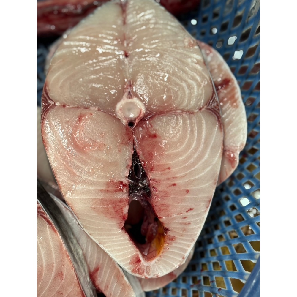 澎湖手釣土魠魚-細節圖2