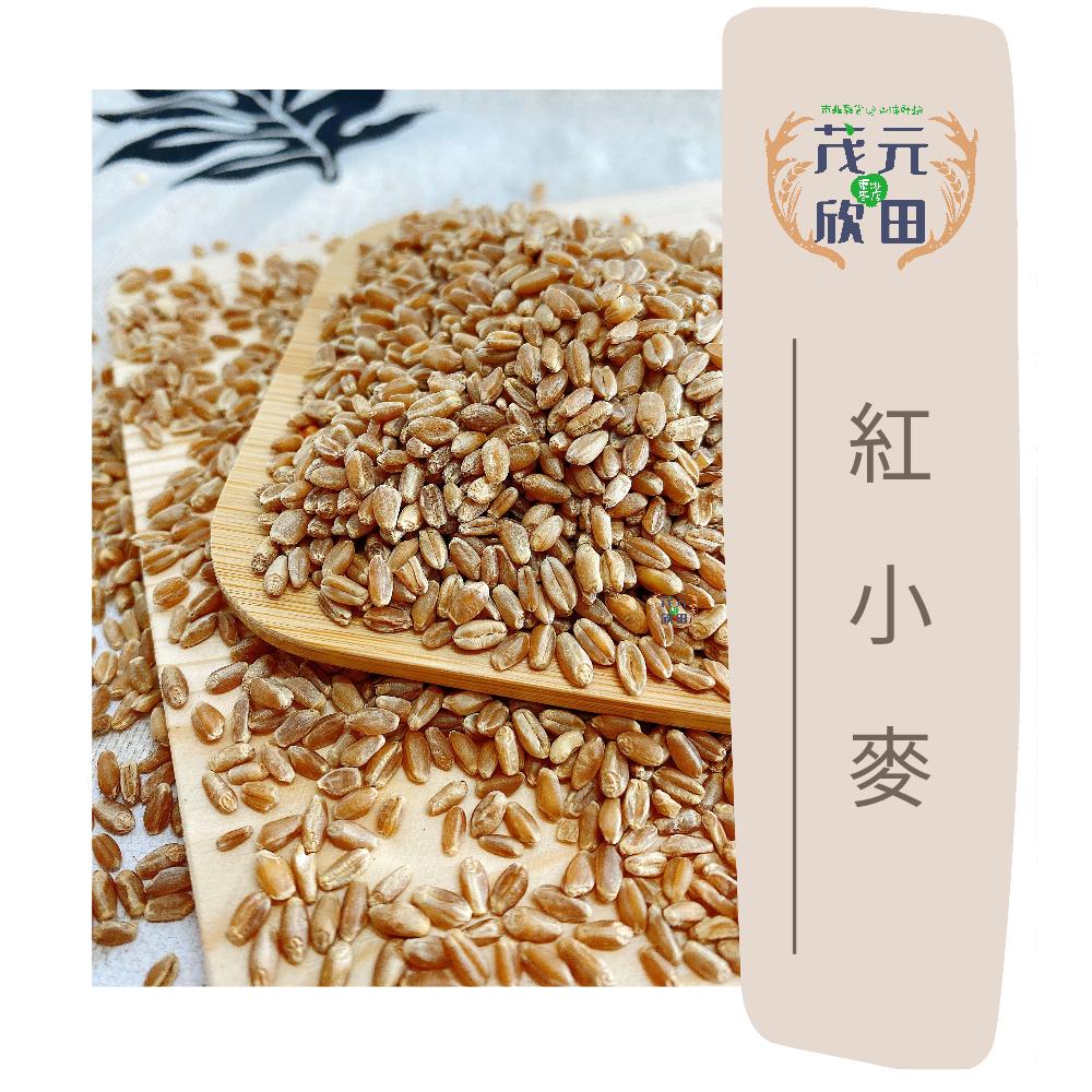 欣田食品 紅小麥 300g 600g 小麥草材料-細節圖2