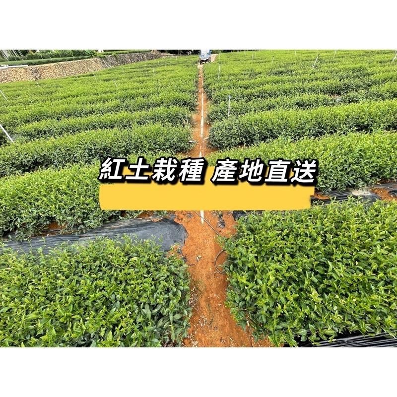伴弓室&Hen夯 【奶韻金萱紅茶】 李奇峰 松柏嶺 台灣茶 全發酵 【滿千免運】奶韻 果香 黃麗娟 一斤/6包 手泡茶-細節圖9
