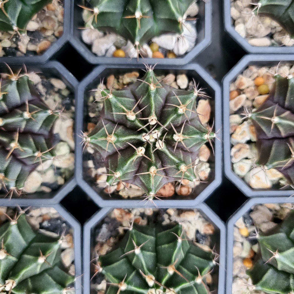 【植廈】牡丹玉實生｜仙人掌｜2吋盆｜含盆含介質｜多肉植栽-細節圖3