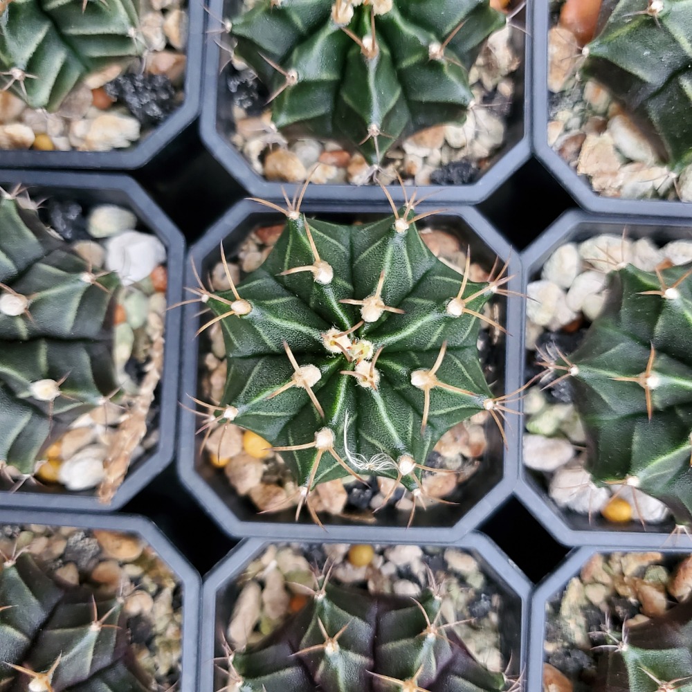 【植廈】牡丹玉實生｜仙人掌｜2吋盆｜含盆含介質｜多肉植栽-細節圖4