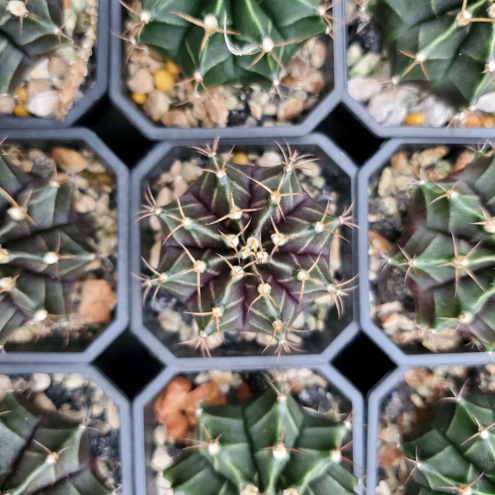 【植廈】牡丹玉實生｜仙人掌｜2吋盆｜含盆含介質｜多肉植栽-細節圖5