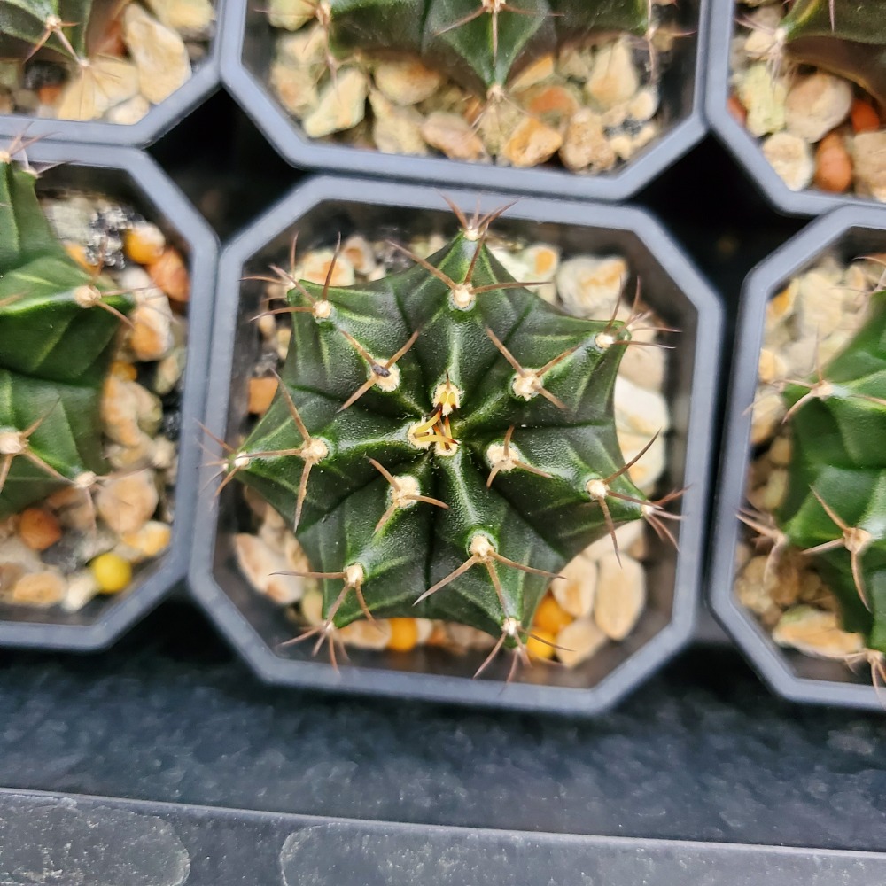 【植廈】牡丹玉實生｜仙人掌｜2吋盆｜含盆含介質｜多肉植栽-細節圖6