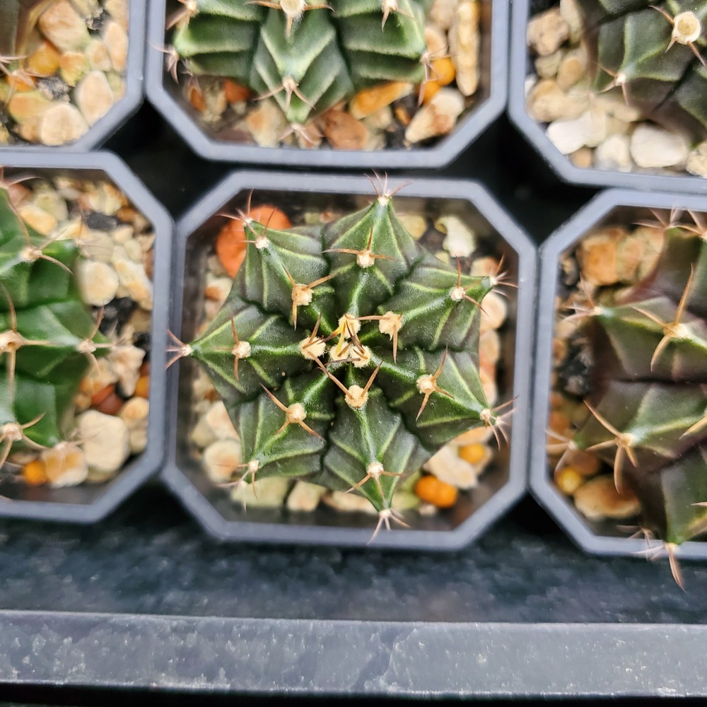 【植廈】牡丹玉實生｜仙人掌｜2吋盆｜含盆含介質｜多肉植栽-細節圖7