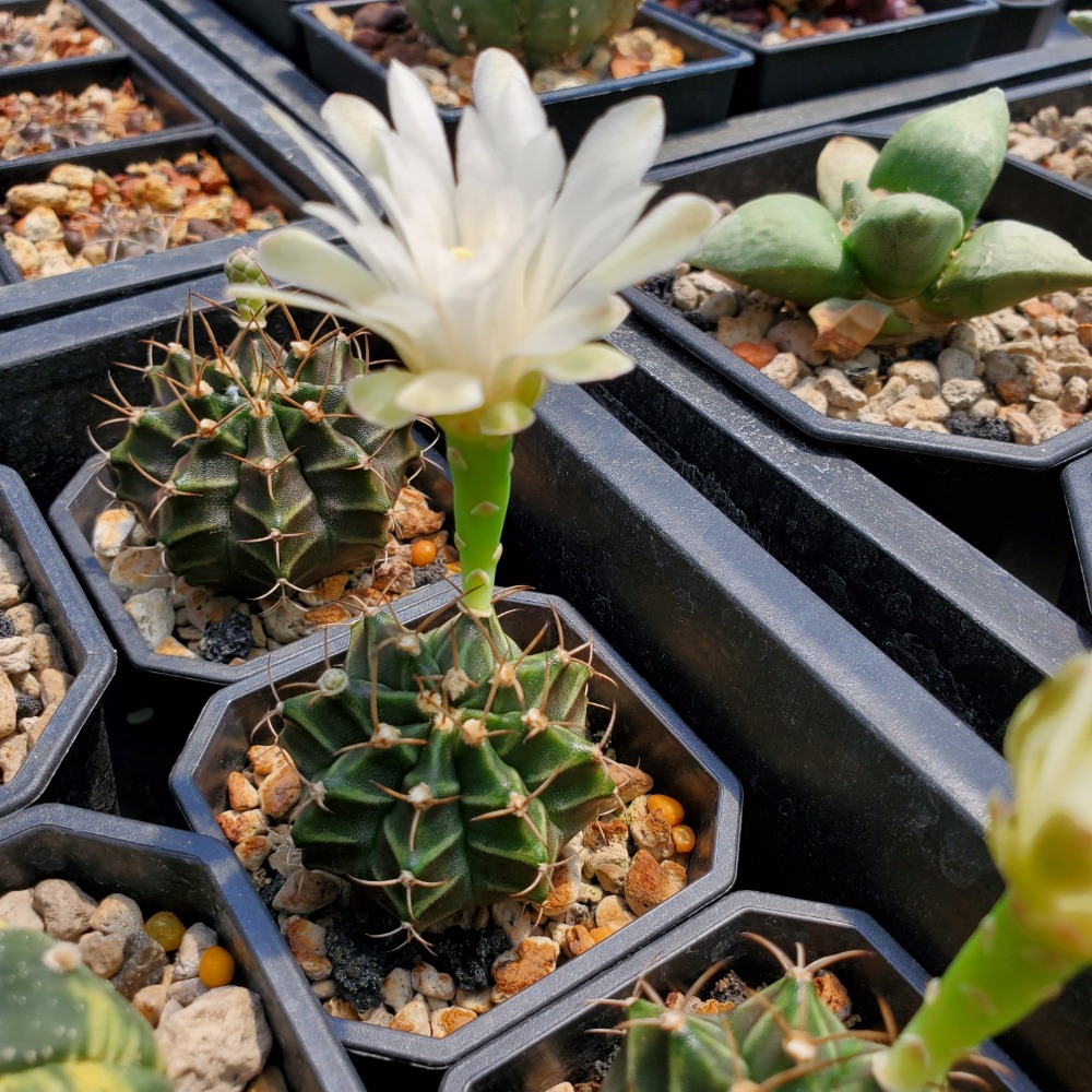 【植廈】牡丹玉實生｜仙人掌｜2吋盆｜含盆含介質｜多肉植栽-細節圖8