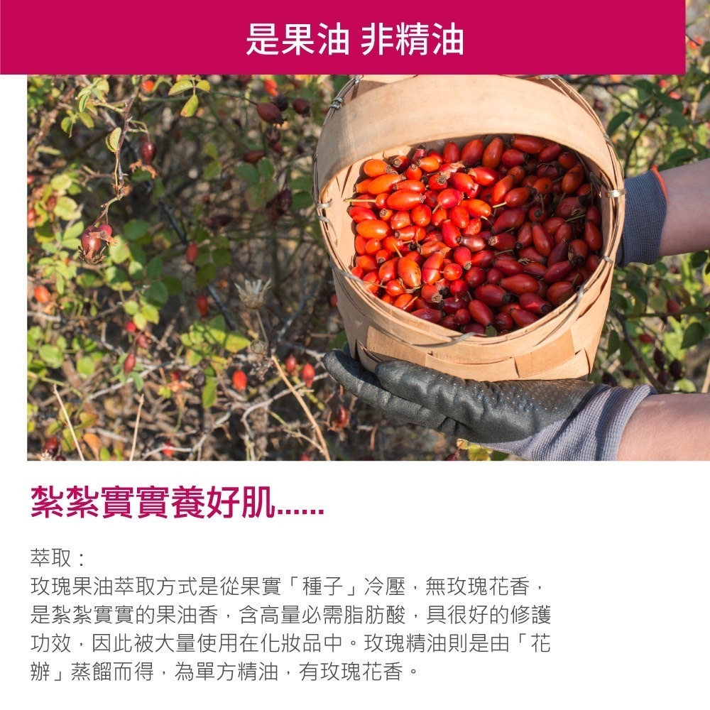 Repavar 芮培菈100%純玫瑰果油 玫瑰果油乳霜 玫瑰果油噴劑 小分子賦活緊實面霜-細節圖7