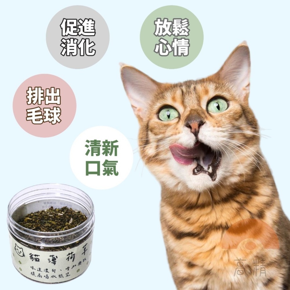 罐裝 有機農場貓薄荷 貓草 木天蓼 有機貓薄荷 野生木天蓼 蟲癭果實-細節圖2