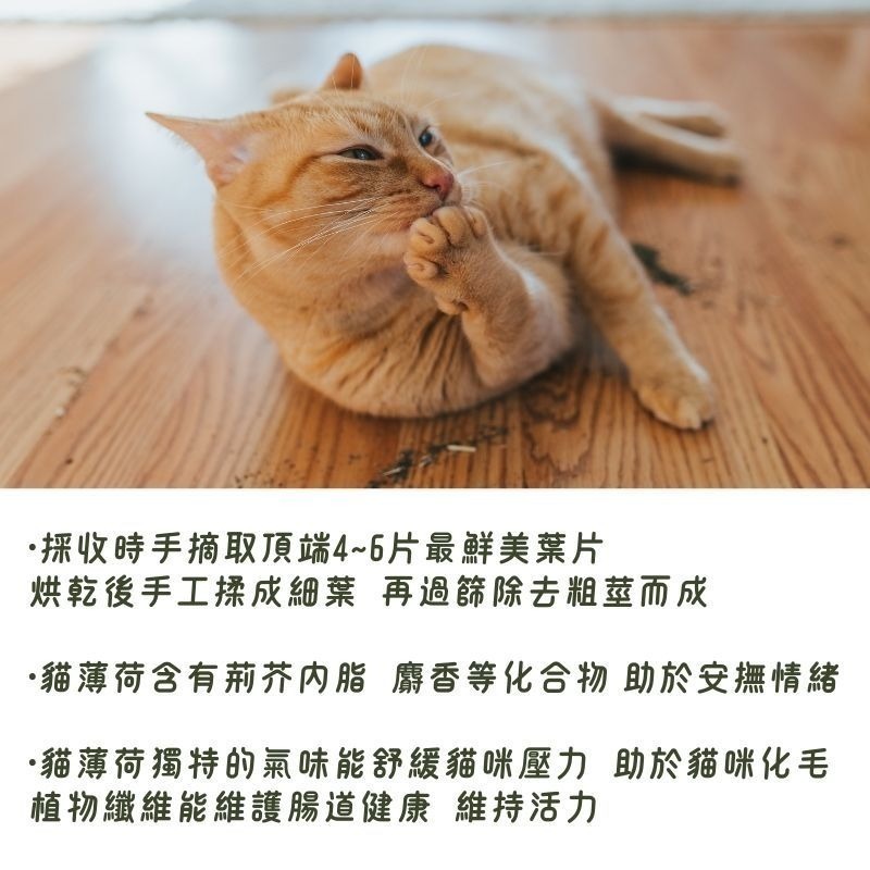 貓幸福時刻特級貓薄荷 貓薄荷粉 貓零食 薄荷粉 貓薄荷粉 貓草粉 貓草 貓薄荷 貓舒壓-細節圖2