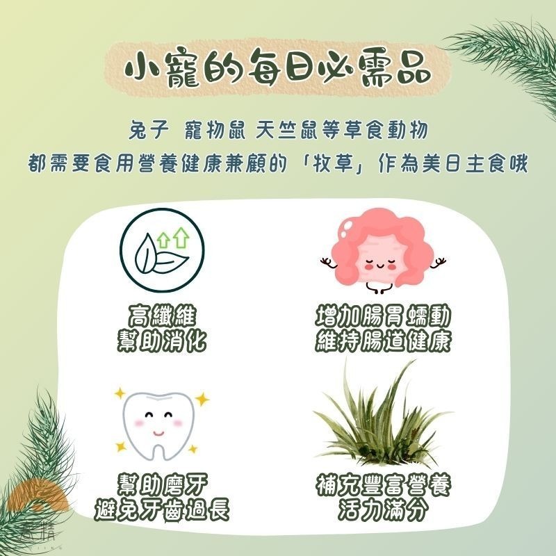 分裝牧草 100g 500g 百慕達 二割 提摩西三割 甜小麥 提摩西 苜蓿草 果園草 義大利黑麥草 黑麥 牧草-細節圖3