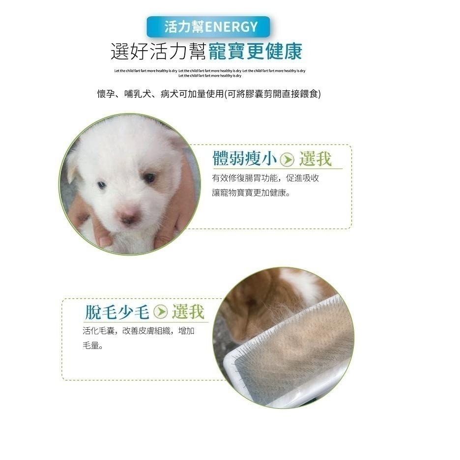 Show me plus 活力鱉丹軟膠囊 鱉丹.爆毛丹 調整抵抗力、體質、鈣質-細節圖4