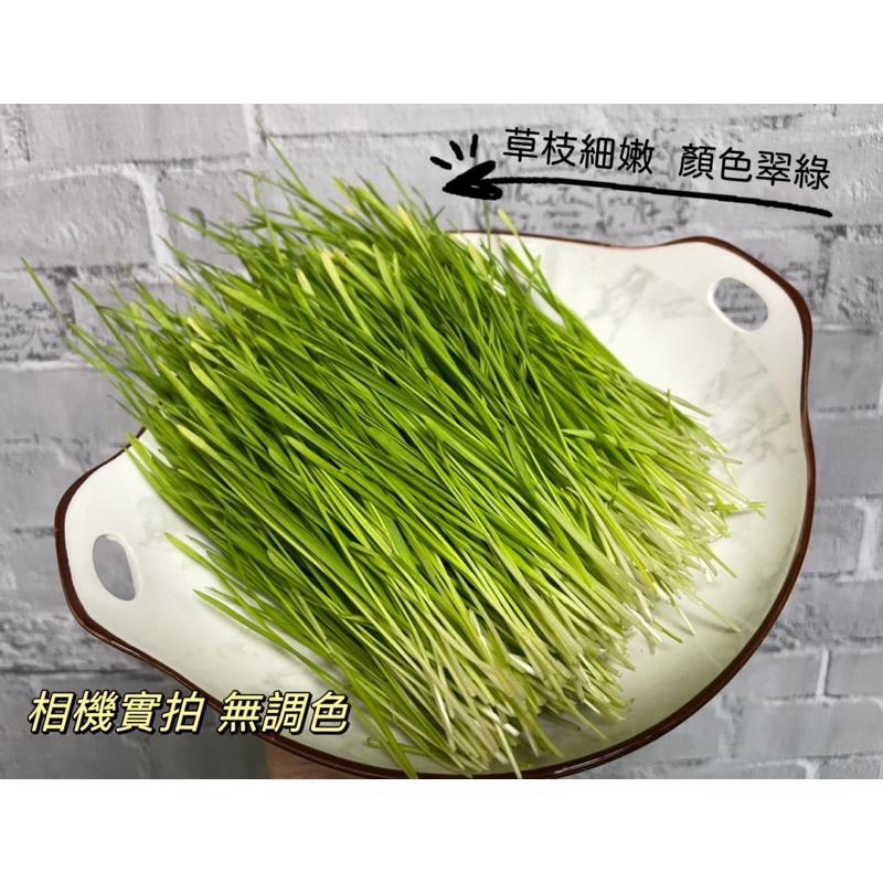 【現貨】小麥草種子 貓草種子 免草 貓草 鼠草 DIY種植 水耕栽培 土耕種植-細節圖2