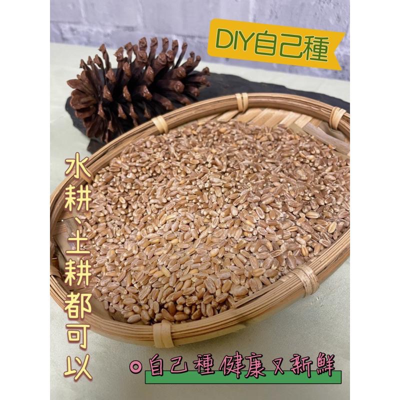 【現貨】小麥草種子 貓草種子 免草 貓草 鼠草 DIY種植 水耕栽培 土耕種植-細節圖3